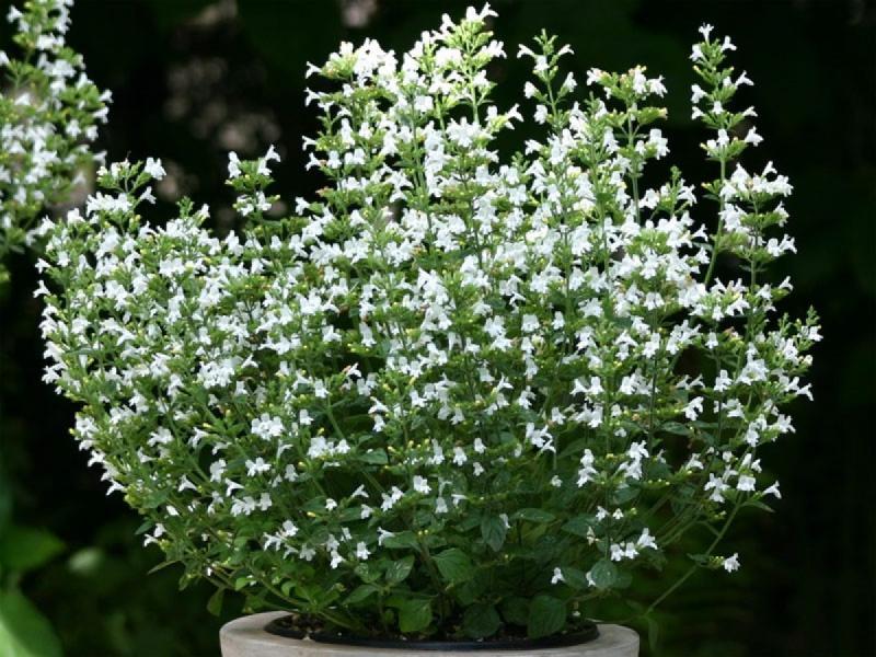 Calamintha nepeta Marvelette White -каламинта ниска бяла (1585)